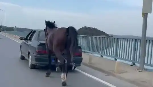 Adana'da At Eziyetine Son! Yıldırım Hızında Tutuklama Gerçekleşti