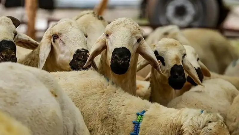 Kurban Bayramı Ne Zaman? Uzun Bayram Tatili Beklentileri ve Hükümetin Kararları