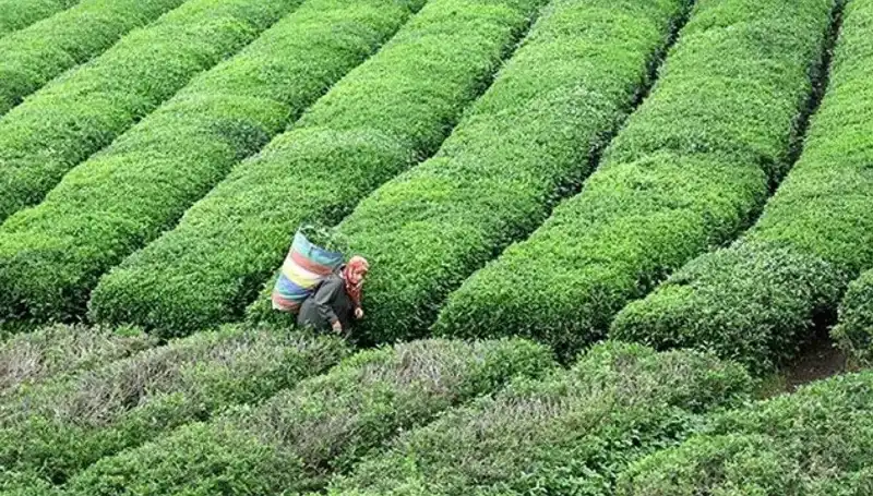 ÇAYKUR, Bayramda da Yaş Çay Alımına Kesintisiz Devam Ediyor!