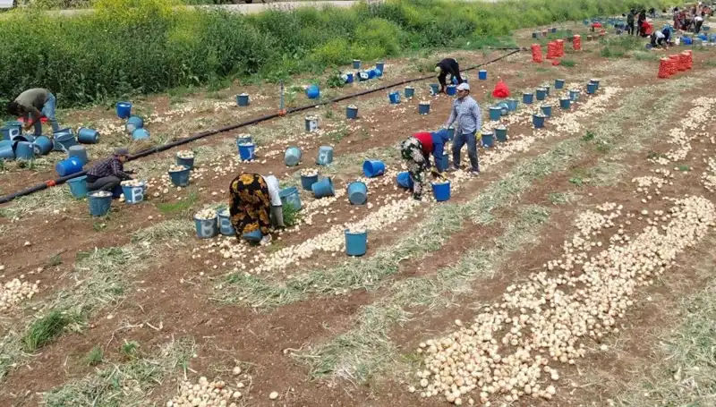Soğan Hasadı Başladı: Fiyatlar Düşerken Üreticiler Ne Düşünüyor?