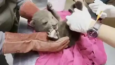 Karabük Ormanlarında Yavru Bozayı Heyecanı: Doğanın Gizli Kahramanı!