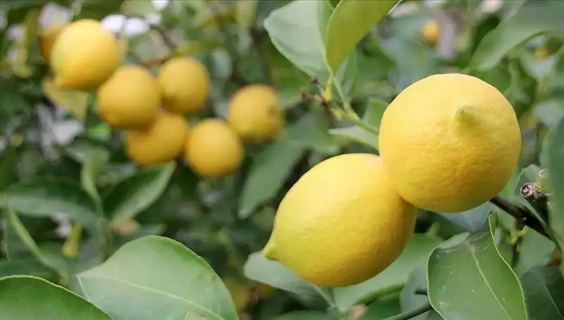 Limon Fiyatları Uçuşa Geçti: Bir Adet 24 Lira Oldu!