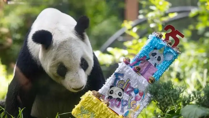 Dev Panda Xin Xin, 35 Yaşında: Doğum Günü Kutlamasının Detayları