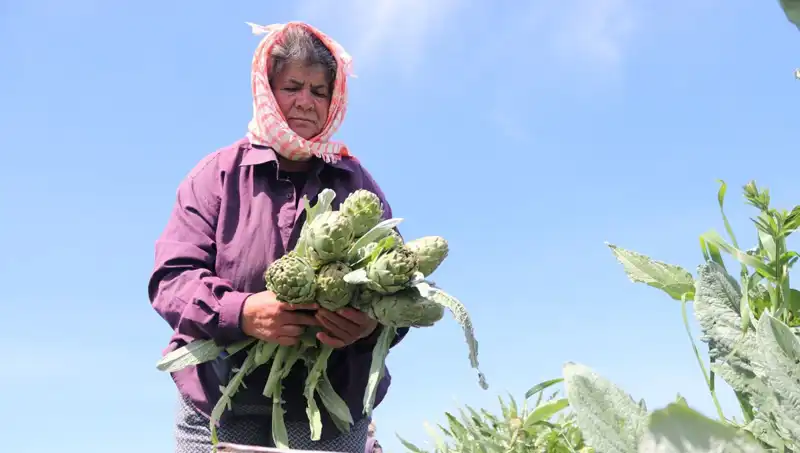 Tarladan Sofralara: Hangi Ürün 50 TL ile Tezgahları Sarstı?