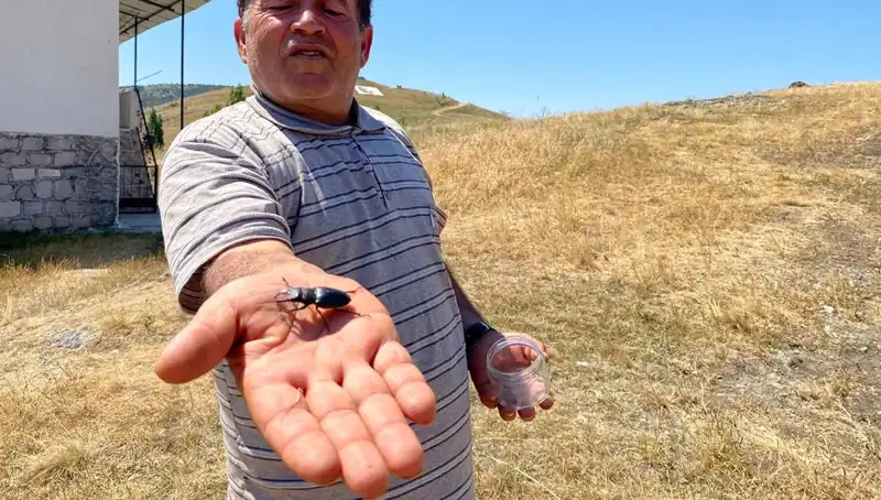 Sivas’ta Görülen Bu Böceği Öldürmenin Cezası 557 Bin TL!