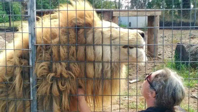 Avustralya'da Aslan Saldırısı: Kadının Kolunu Kafes İçinden Aldı