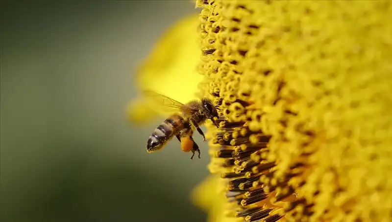 Kır Çiçekleri Arı Ölümlerinin Sebebi Mi? Yeni Araştırmalar Ortaya Çıkarttı!