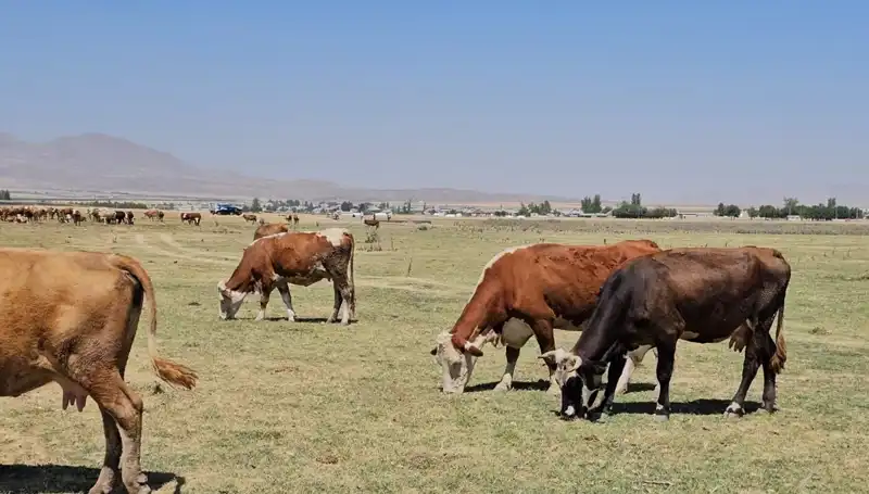 Arin Gölü'ndeki Kuruma: Su Krizi Alarmı Veriyor!