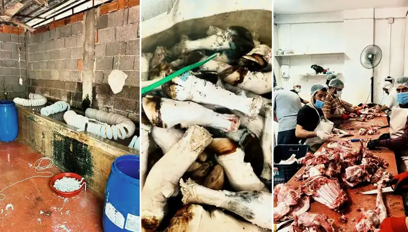 Adana'da Yüzlerce Kilo Paça Ele Geçirildi, Mide Bulandıran Görüntüler!