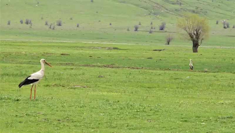 Leyleklerin Muş Ovası’na Dönüşü: Bir Doğa Harikası Başlıyor!