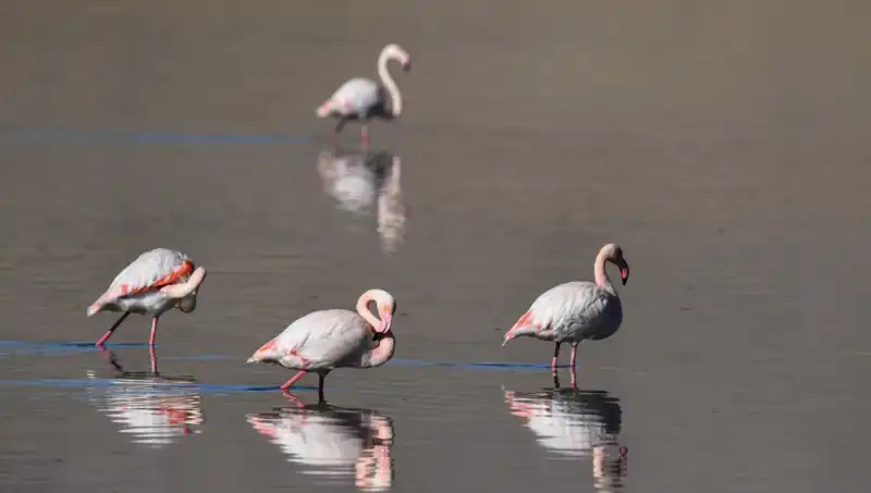 Güneyin Kuş Cenneti Kuraklıkla Mücadele Ediyor: Flamingolar Tehdit Altında