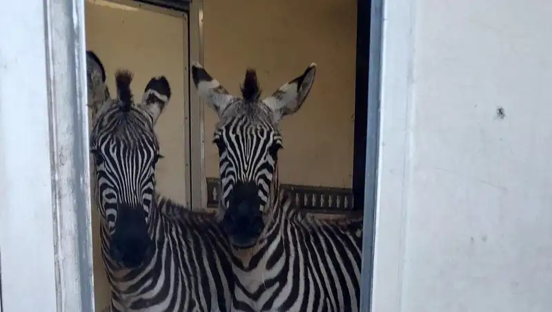 Sınırda Vahşi Hayvan Kaçakçılığı: Minibüsten 2 Zebra, 6 Maymun, Antilop ve Kuğu Ele Geçirildi