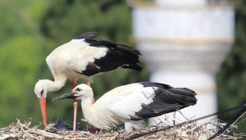 Leylek Köyü: Yaren Leyleğine Rağmen 8 Kat Daha Fazla Yuva