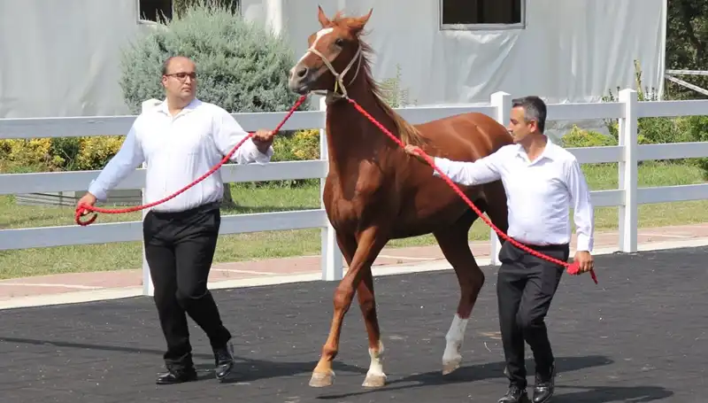 Taşkın Kral: Doğanın Gücü ve Anlayışımızı Değiştiren Rekorlar!