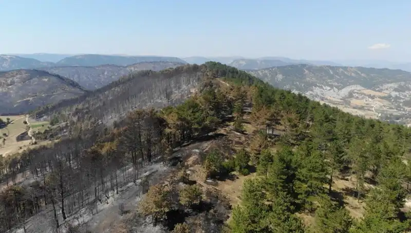 Bolu'da Doğa Seferberliği: 5 Milyondan Fazla Fidan Toprakla Buluşuyor