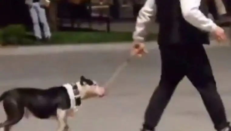 Ağızlıksız Pitbull, Diğer Köpekleri Hedef Aldı: Sahip Cezalandırıldı