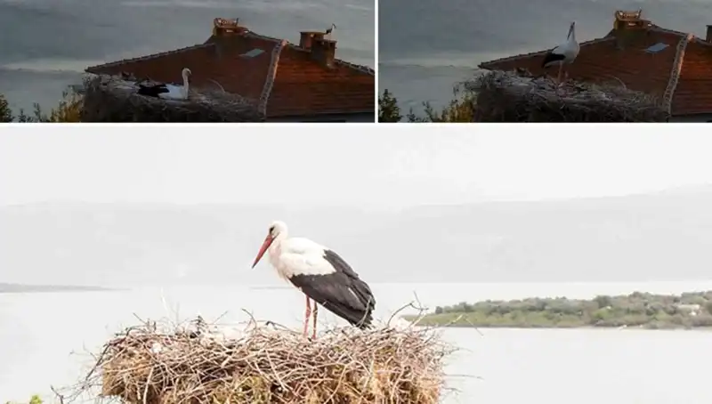 Leylek Yaren Depremi Öngördü: Doğa ile İnsan Arasındaki Bağlar!