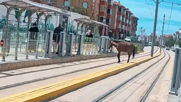 Eskişehir'de Tramvay Raylarında Başıboş At Şaşkınlığı: Ne Oldu?