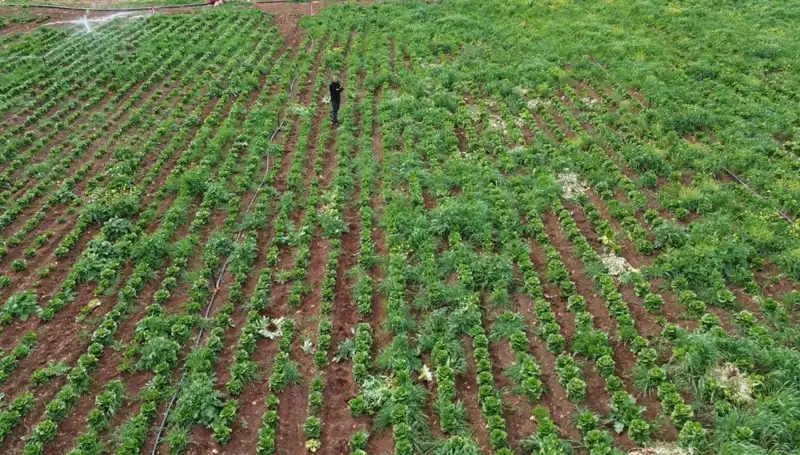 Marul Hasadında Kuraklığın Etkileri ve Çözüm Yolları