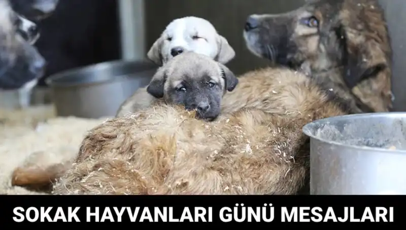 Dünya Sokak Hayvanları Günü: Farkındalığı Artırmanın Zamanı Geldi!