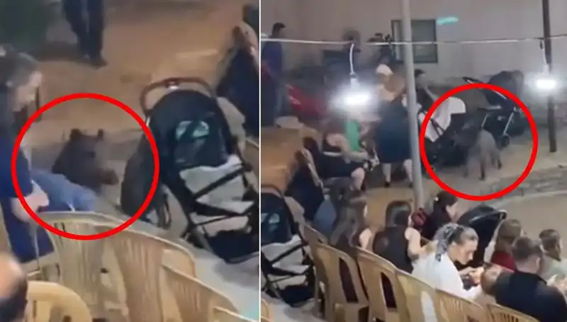 Düğün Töreninde Yaban Domuzu Paniği: Davetliler Şoke Oldu!
