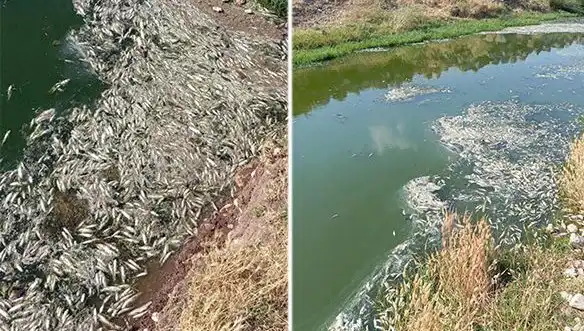 Karasu Çayı'ndaki Balık Ölümleri: Çevresel Etkiler ve Soru İşaretleri