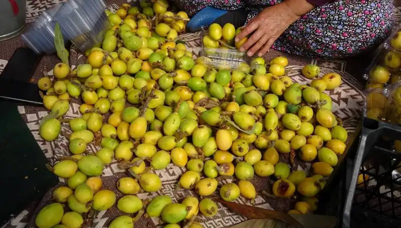 Muşmula Hasadı Başladı: Kilosu 150 TL ile Pazarları Renklendiriyor