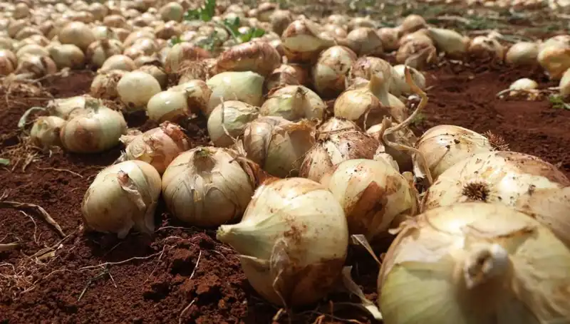 Hatay’da Soğan Hasadı Başladı: Rekolte Çiftçileri Güldürüyor!