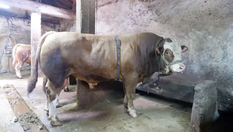 1 Ton 200 Kiloluk Eşsiz Ürün Alıcısını Buldu! Fiyatı Şaşırttı