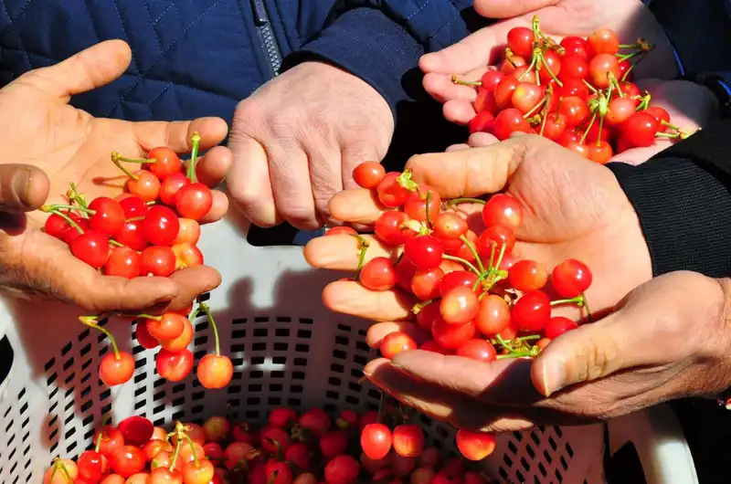 Tarihi An: İlk Hasat Yapıldı, Kilogramı 3.500 TL'ye Satıldı!